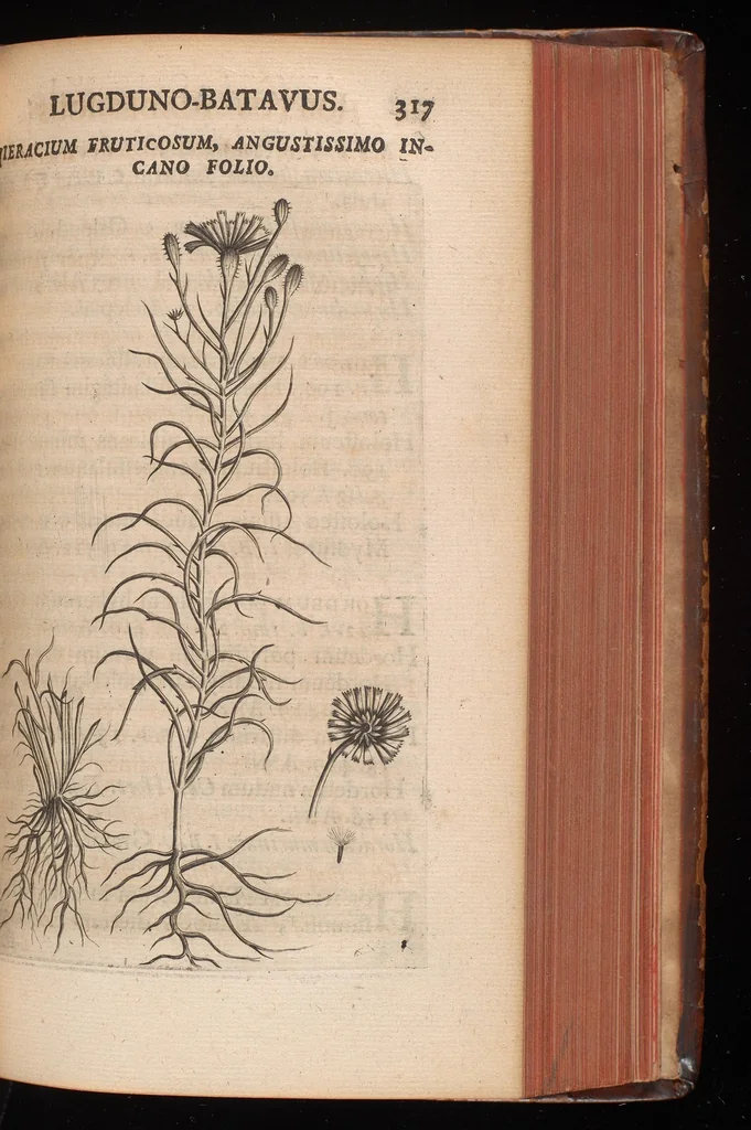 An illustration from Horti academici Lugduno-Batavi catalogus : exhibens plantarum omnium nomina, quibus ab anno MDCLXXXI ad annum MDCLXXXVI hortus fuit instructus ut & plurimarum in eodem cultarum & à nemine hucusque editarum descriptiones & icones, 1687, leaf 342