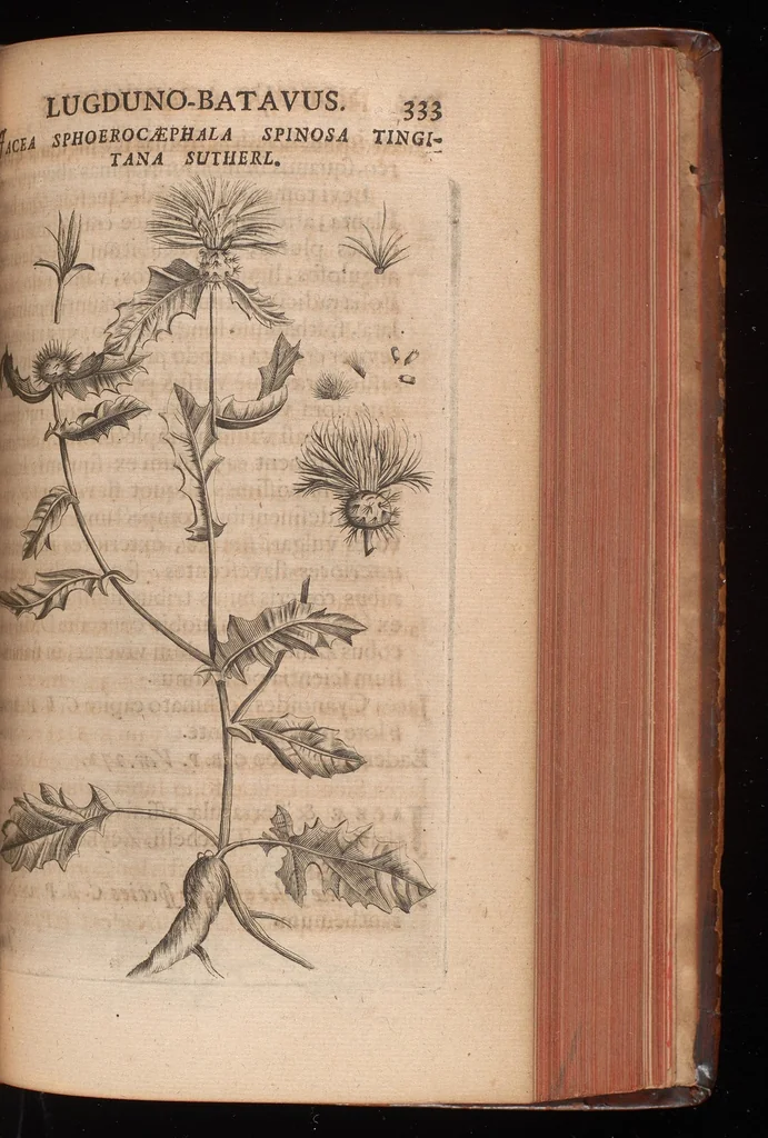 An illustration from Horti academici Lugduno-Batavi catalogus : exhibens plantarum omnium nomina, quibus ab anno MDCLXXXI ad annum MDCLXXXVI hortus fuit instructus ut & plurimarum in eodem cultarum & à nemine hucusque editarum descriptiones & icones, 1687, leaf 358
