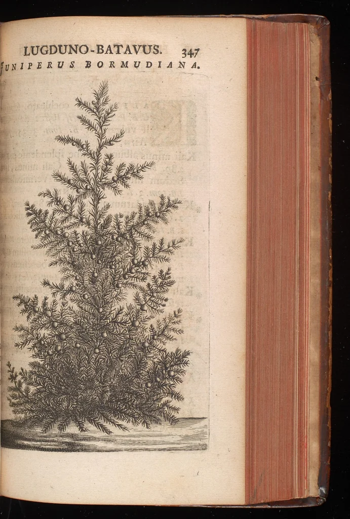 An illustration from Horti academici Lugduno-Batavi catalogus : exhibens plantarum omnium nomina, quibus ab anno MDCLXXXI ad annum MDCLXXXVI hortus fuit instructus ut & plurimarum in eodem cultarum & à nemine hucusque editarum descriptiones & icones, 1687, leaf 372