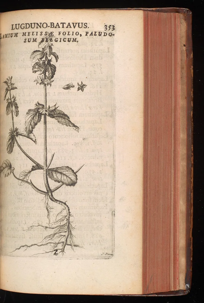 An illustration from Horti academici Lugduno-Batavi catalogus : exhibens plantarum omnium nomina, quibus ab anno MDCLXXXI ad annum MDCLXXXVI hortus fuit instructus ut & plurimarum in eodem cultarum & à nemine hucusque editarum descriptiones & icones, 1687, leaf 378