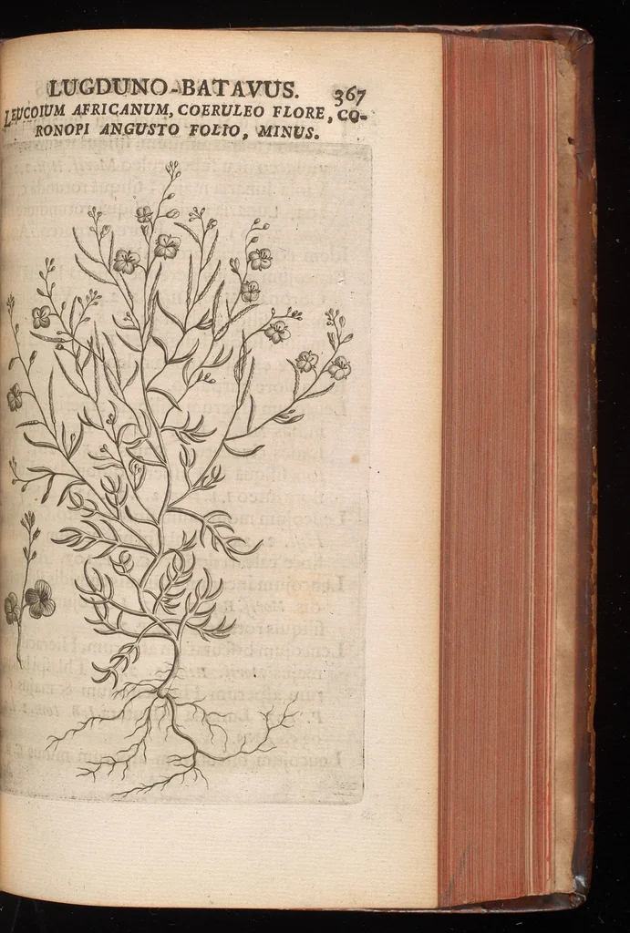 An illustration from Horti academici Lugduno-Batavi catalogus : exhibens plantarum omnium nomina, quibus ab anno MDCLXXXI ad annum MDCLXXXVI hortus fuit instructus ut & plurimarum in eodem cultarum & à nemine hucusque editarum descriptiones & icones, 1687, leaf 392