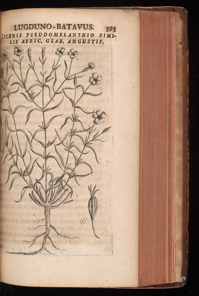 An illustration from Horti academici Lugduno-Batavi catalogus : exhibens plantarum omnium nomina, quibus ab anno MDCLXXXI ad annum MDCLXXXVI hortus fuit instructus ut & plurimarum in eodem cultarum & à nemine hucusque editarum descriptiones & icones, 1687, leaf 418