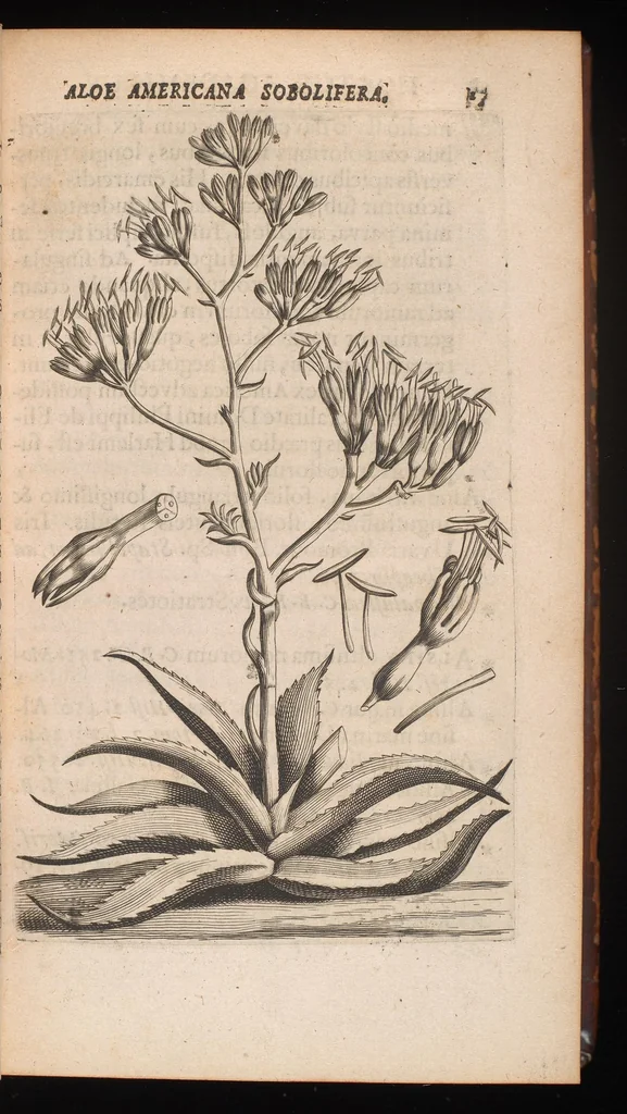 An illustration from Horti academici Lugduno-Batavi catalogus : exhibens plantarum omnium nomina, quibus ab anno MDCLXXXI ad annum MDCLXXXVI hortus fuit instructus ut & plurimarum in eodem cultarum & à nemine hucusque editarum descriptiones & icones, 1687, leaf 44