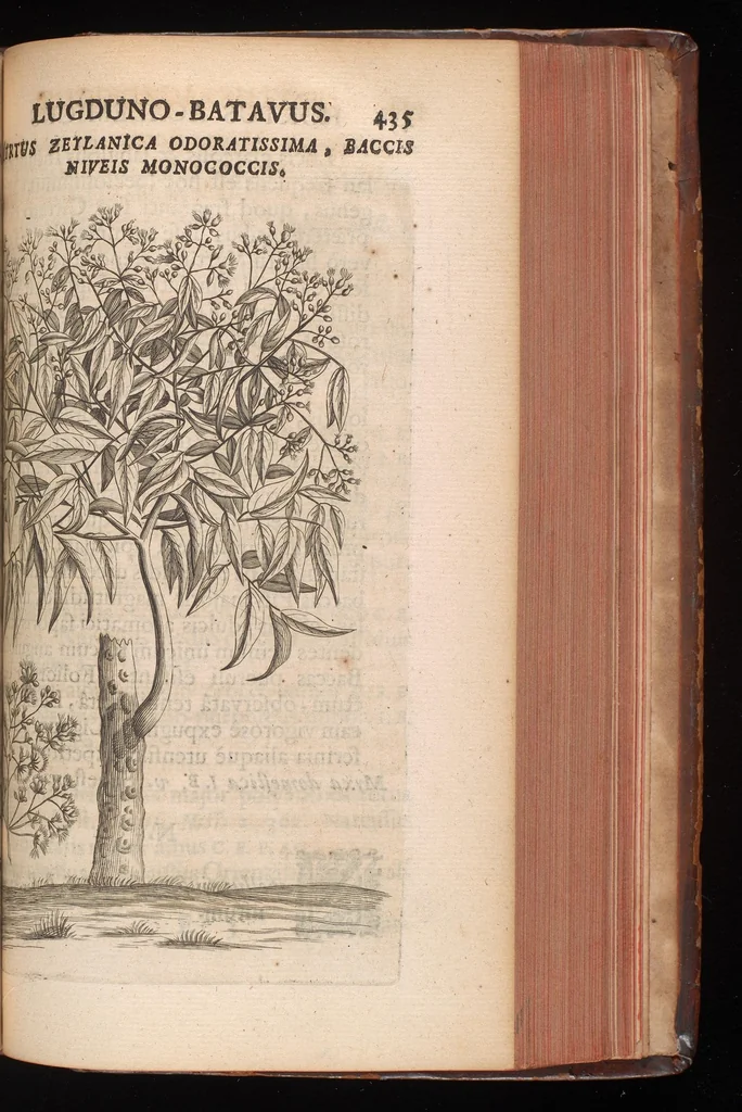 An illustration from Horti academici Lugduno-Batavi catalogus : exhibens plantarum omnium nomina, quibus ab anno MDCLXXXI ad annum MDCLXXXVI hortus fuit instructus ut & plurimarum in eodem cultarum & à nemine hucusque editarum descriptiones & icones, 1687, leaf 460