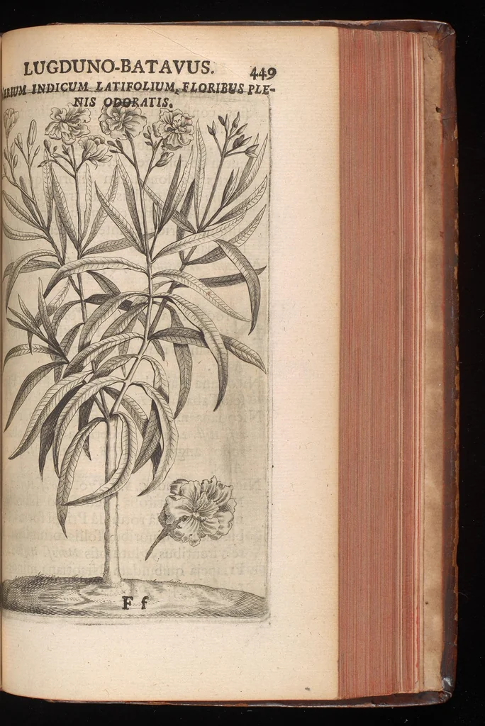An illustration from Horti academici Lugduno-Batavi catalogus : exhibens plantarum omnium nomina, quibus ab anno MDCLXXXI ad annum MDCLXXXVI hortus fuit instructus ut & plurimarum in eodem cultarum & à nemine hucusque editarum descriptiones & icones, 1687, leaf 474