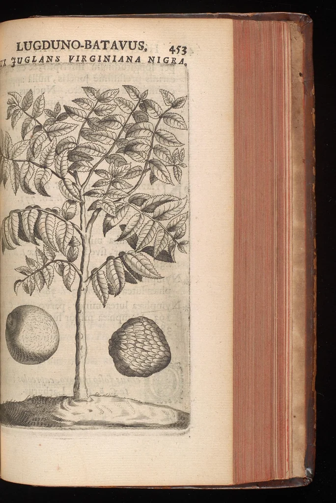 An illustration from Horti academici Lugduno-Batavi catalogus : exhibens plantarum omnium nomina, quibus ab anno MDCLXXXI ad annum MDCLXXXVI hortus fuit instructus ut & plurimarum in eodem cultarum & à nemine hucusque editarum descriptiones & icones, 1687, leaf 478