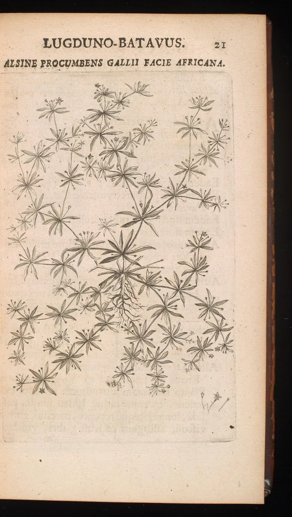 An illustration from Horti academici Lugduno-Batavi catalogus : exhibens plantarum omnium nomina, quibus ab anno MDCLXXXI ad annum MDCLXXXVI hortus fuit instructus ut & plurimarum in eodem cultarum & à nemine hucusque editarum descriptiones & icones, 1687, leaf 48