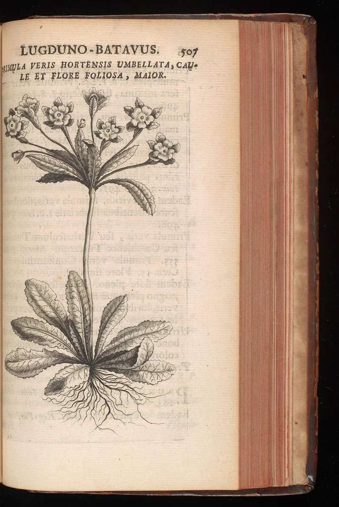 An illustration from Horti academici Lugduno-Batavi catalogus : exhibens plantarum omnium nomina, quibus ab anno MDCLXXXI ad annum MDCLXXXVI hortus fuit instructus ut & plurimarum in eodem cultarum & à nemine hucusque editarum descriptiones & icones, 1687, leaf 532