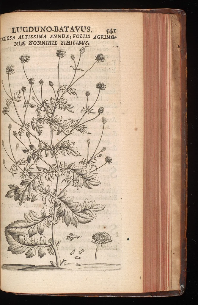 An illustration from Horti academici Lugduno-Batavi catalogus : exhibens plantarum omnium nomina, quibus ab anno MDCLXXXI ad annum MDCLXXXVI hortus fuit instructus ut & plurimarum in eodem cultarum & à nemine hucusque editarum descriptiones & icones, 1687, leaf 564