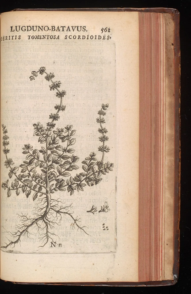 An illustration from Horti academici Lugduno-Batavi catalogus : exhibens plantarum omnium nomina, quibus ab anno MDCLXXXI ad annum MDCLXXXVI hortus fuit instructus ut & plurimarum in eodem cultarum & à nemine hucusque editarum descriptiones & icones, 1687, leaf 584
