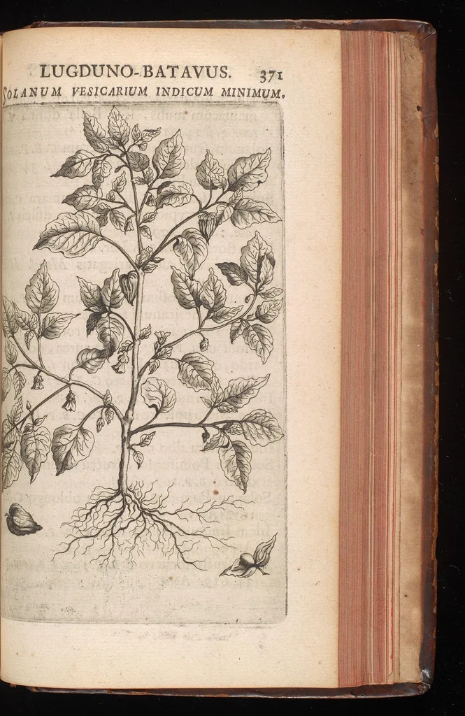An illustration from Horti academici Lugduno-Batavi catalogus : exhibens plantarum omnium nomina, quibus ab anno MDCLXXXI ad annum MDCLXXXVI hortus fuit instructus ut & plurimarum in eodem cultarum & à nemine hucusque editarum descriptiones & icones, 1687, leaf 594
