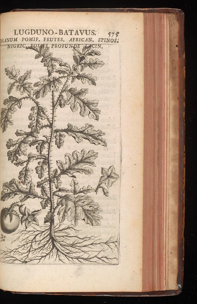 An illustration from Horti academici Lugduno-Batavi catalogus : exhibens plantarum omnium nomina, quibus ab anno MDCLXXXI ad annum MDCLXXXVI hortus fuit instructus ut & plurimarum in eodem cultarum & à nemine hucusque editarum descriptiones & icones, 1687, leaf 598