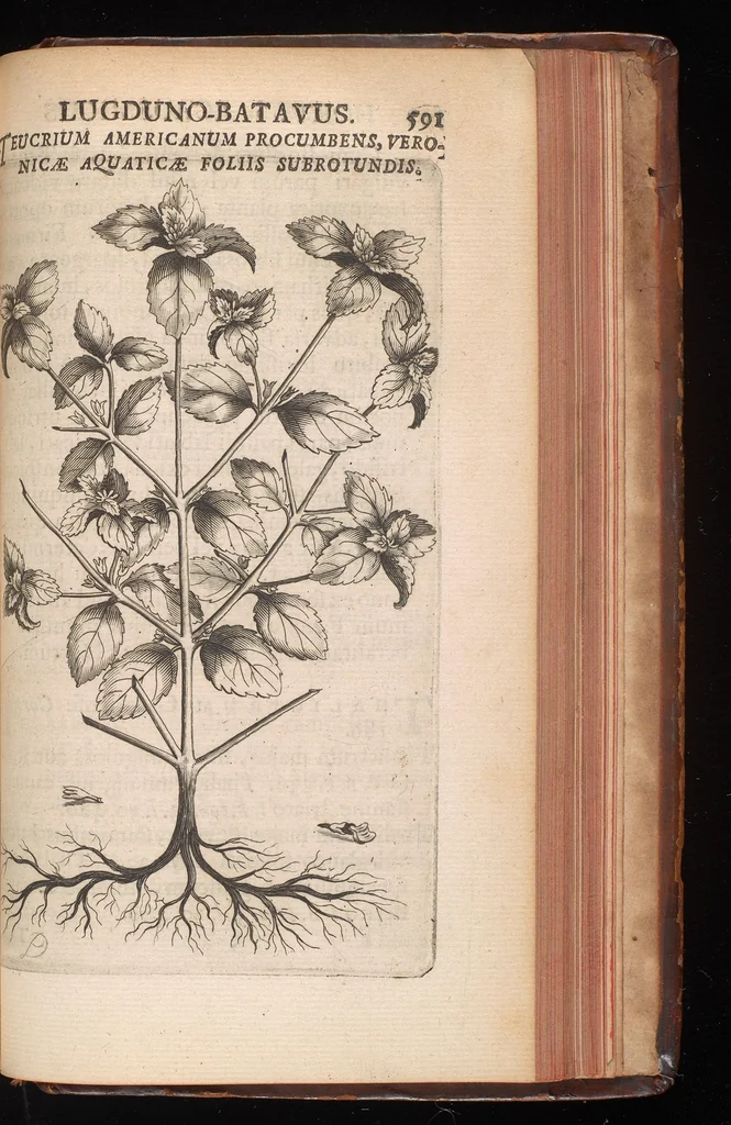 An illustration from Horti academici Lugduno-Batavi catalogus : exhibens plantarum omnium nomina, quibus ab anno MDCLXXXI ad annum MDCLXXXVI hortus fuit instructus ut & plurimarum in eodem cultarum & à nemine hucusque editarum descriptiones & icones, 1687, leaf 614