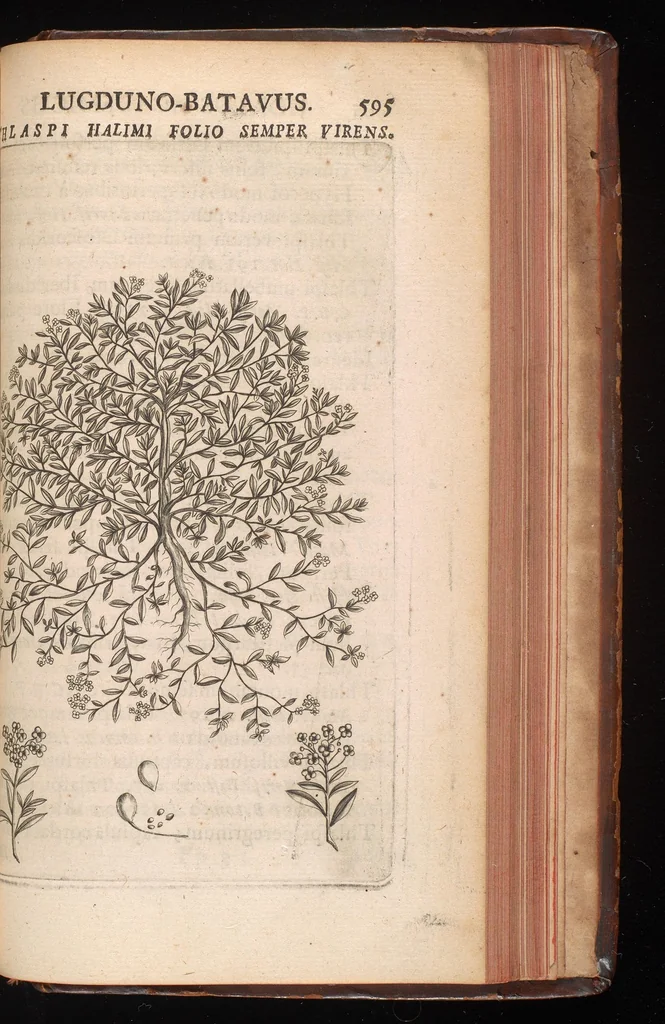 An illustration from Horti academici Lugduno-Batavi catalogus : exhibens plantarum omnium nomina, quibus ab anno MDCLXXXI ad annum MDCLXXXVI hortus fuit instructus ut & plurimarum in eodem cultarum & à nemine hucusque editarum descriptiones & icones, 1687, leaf 618