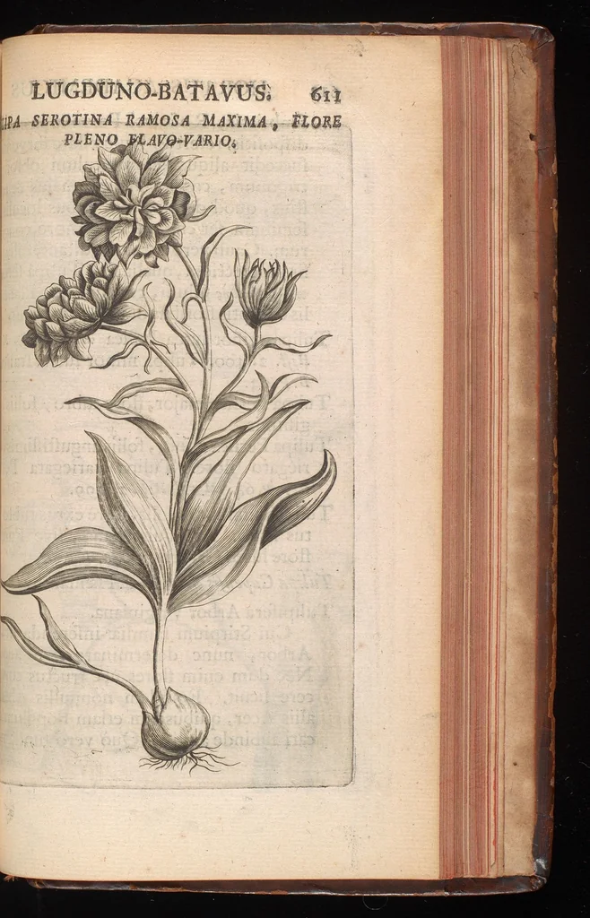 An illustration from Horti academici Lugduno-Batavi catalogus : exhibens plantarum omnium nomina, quibus ab anno MDCLXXXI ad annum MDCLXXXVI hortus fuit instructus ut & plurimarum in eodem cultarum & à nemine hucusque editarum descriptiones & icones, 1687, leaf 634