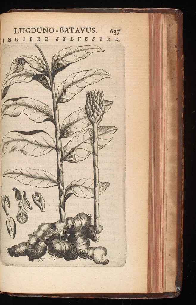 An illustration from Horti academici Lugduno-Batavi catalogus : exhibens plantarum omnium nomina, quibus ab anno MDCLXXXI ad annum MDCLXXXVI hortus fuit instructus ut & plurimarum in eodem cultarum & à nemine hucusque editarum descriptiones & icones, 1687, leaf 660