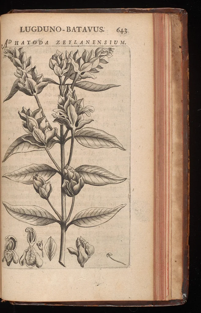 An illustration from Horti academici Lugduno-Batavi catalogus : exhibens plantarum omnium nomina, quibus ab anno MDCLXXXI ad annum MDCLXXXVI hortus fuit instructus ut & plurimarum in eodem cultarum & à nemine hucusque editarum descriptiones & icones, 1687, leaf 666