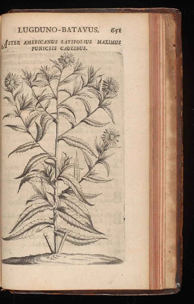 An illustration from Horti academici Lugduno-Batavi catalogus : exhibens plantarum omnium nomina, quibus ab anno MDCLXXXI ad annum MDCLXXXVI hortus fuit instructus ut & plurimarum in eodem cultarum & à nemine hucusque editarum descriptiones & icones, 1687, leaf 674