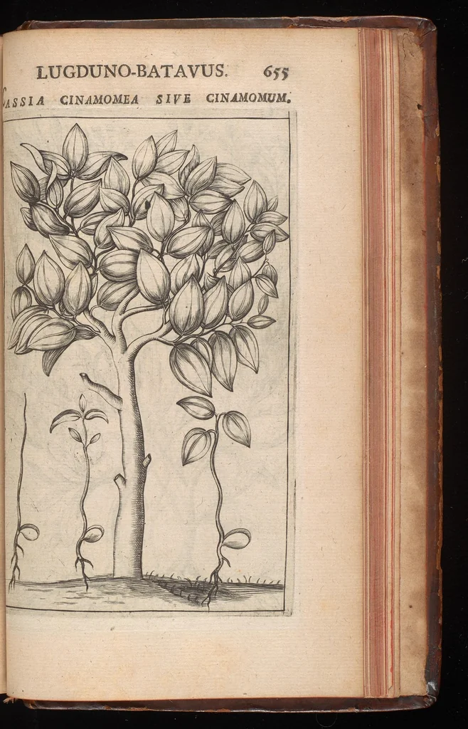 An illustration from Horti academici Lugduno-Batavi catalogus : exhibens plantarum omnium nomina, quibus ab anno MDCLXXXI ad annum MDCLXXXVI hortus fuit instructus ut & plurimarum in eodem cultarum & à nemine hucusque editarum descriptiones & icones, 1687, leaf 678
