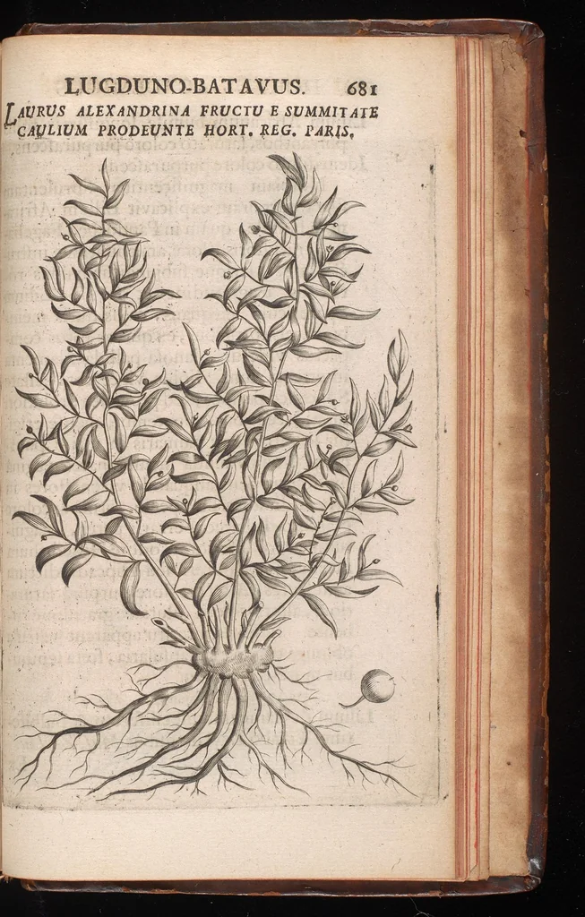 An illustration from Horti academici Lugduno-Batavi catalogus : exhibens plantarum omnium nomina, quibus ab anno MDCLXXXI ad annum MDCLXXXVI hortus fuit instructus ut & plurimarum in eodem cultarum & à nemine hucusque editarum descriptiones & icones, 1687, leaf 702