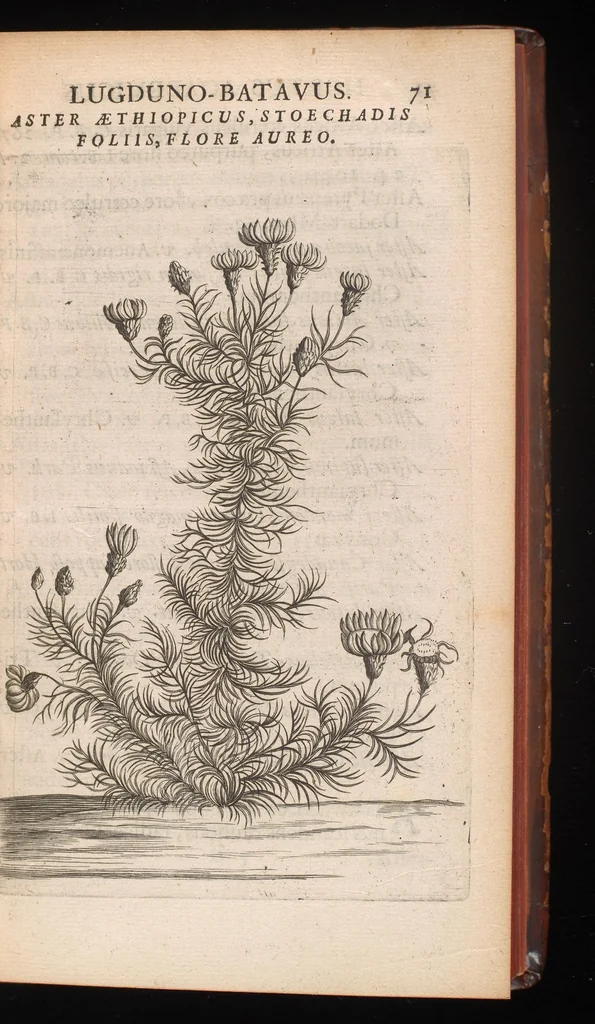 An illustration from Horti academici Lugduno-Batavi catalogus : exhibens plantarum omnium nomina, quibus ab anno MDCLXXXI ad annum MDCLXXXVI hortus fuit instructus ut & plurimarum in eodem cultarum & à nemine hucusque editarum descriptiones & icones, 1687, leaf 98
