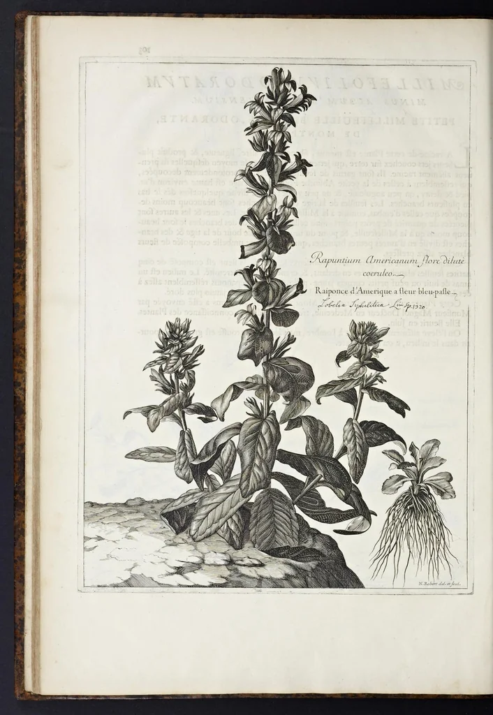 An illustration from Mémoires pour servir à l'histoire des plantes, 1676, leaf 115