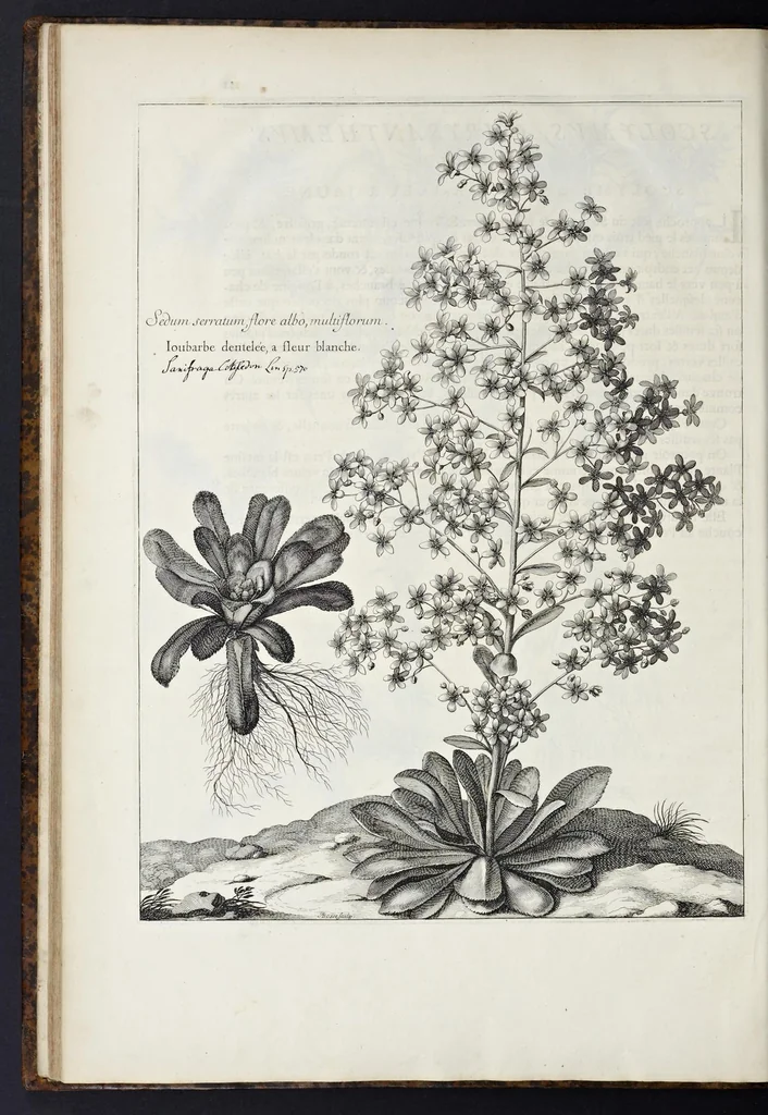 An illustration from Mémoires pour servir à l'histoire des plantes, 1676, leaf 123