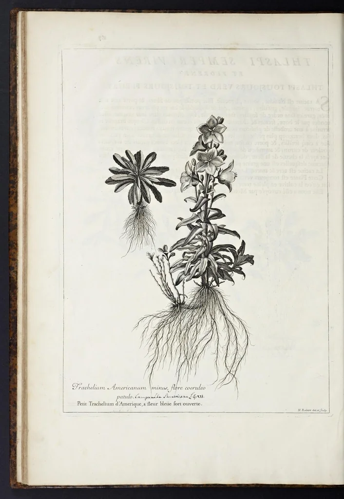 An illustration from Mémoires pour servir à l'histoire des plantes, 1676, leaf 129