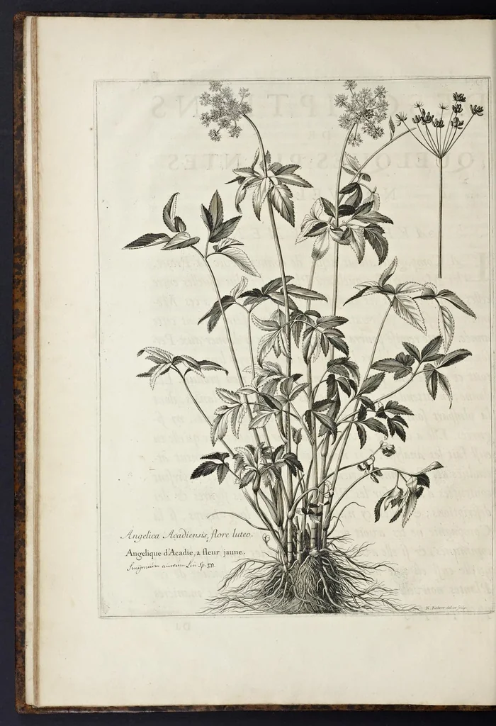 An illustration from Mémoires pour servir à l'histoire des plantes, 1676, leaf 65