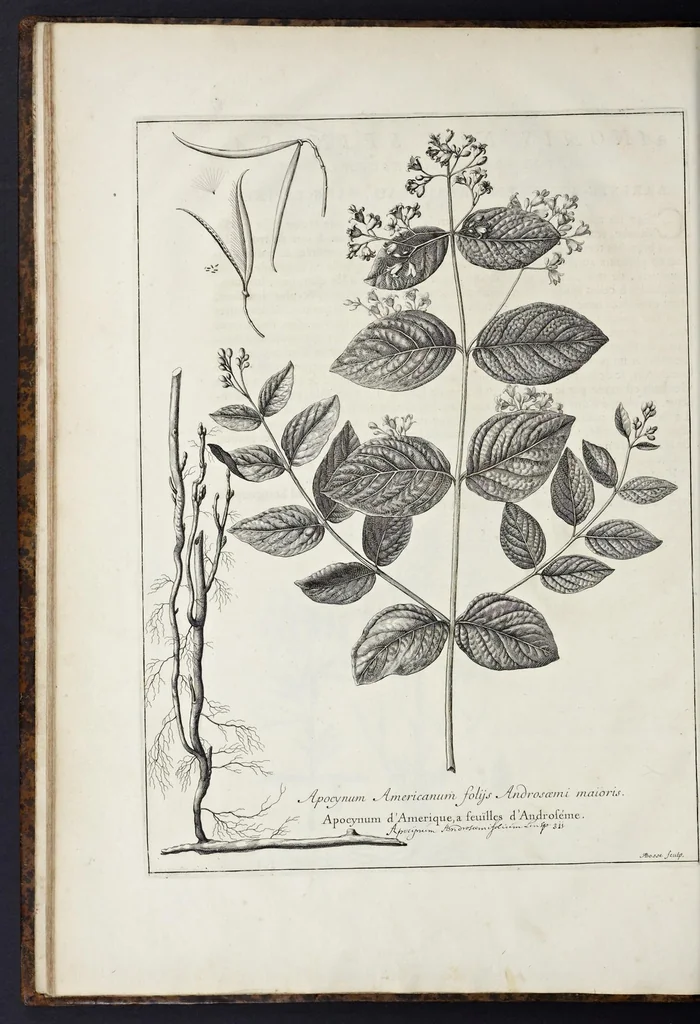 An illustration from Mémoires pour servir à l'histoire des plantes, 1676, leaf 69