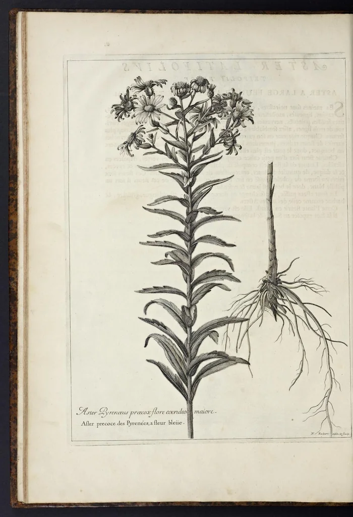 An illustration from Mémoires pour servir à l'histoire des plantes, 1676, leaf 73