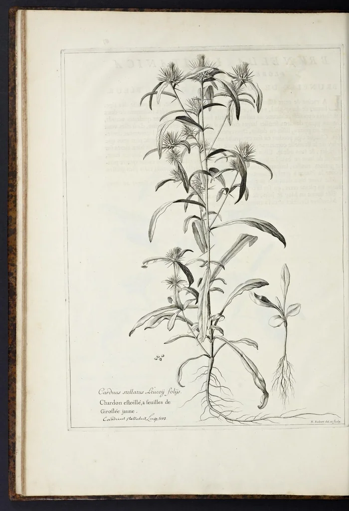 An illustration from Mémoires pour servir à l'histoire des plantes, 1676, leaf 79