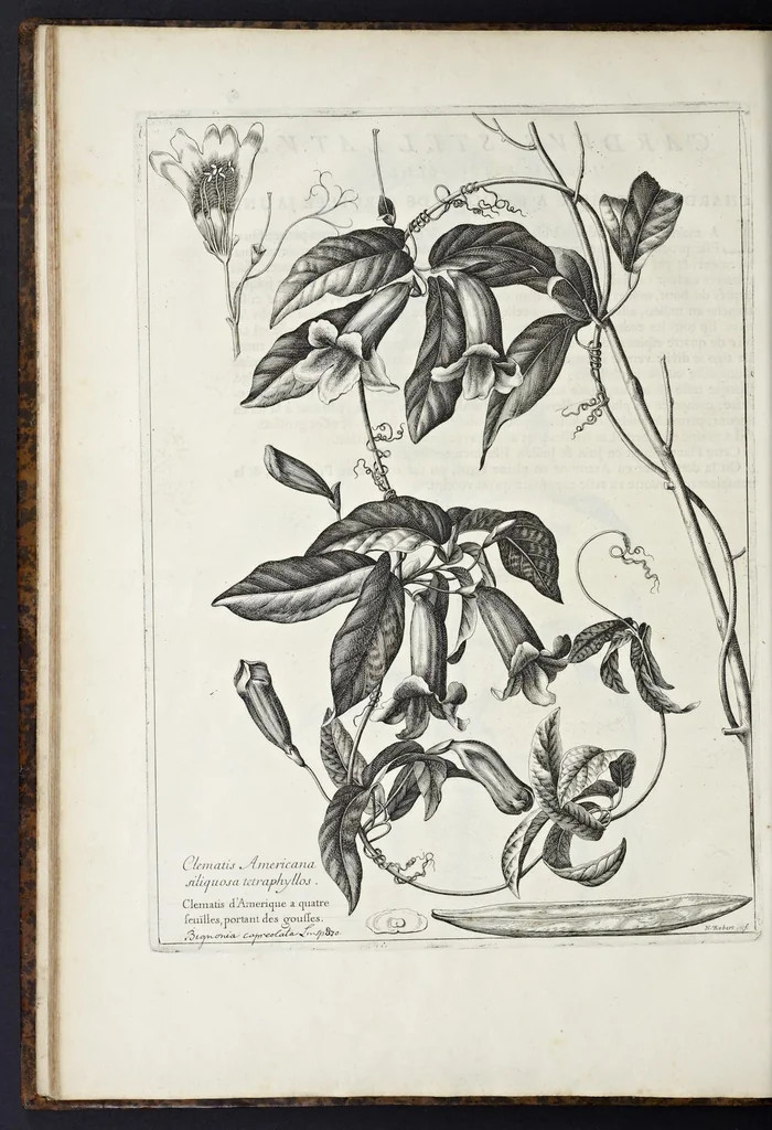 An illustration from Mémoires pour servir à l'histoire des plantes, 1676, leaf 81