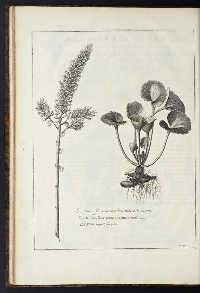 An illustration from Mémoires pour servir à l'histoire des plantes, 1676, leaf 83