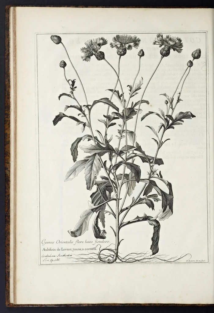 An illustration from Mémoires pour servir à l'histoire des plantes, 1676, leaf 85