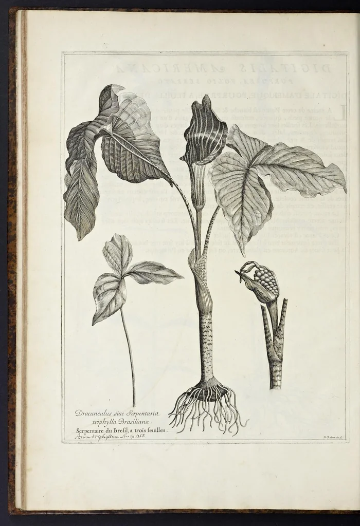 An illustration from Mémoires pour servir à l'histoire des plantes, 1676, leaf 91