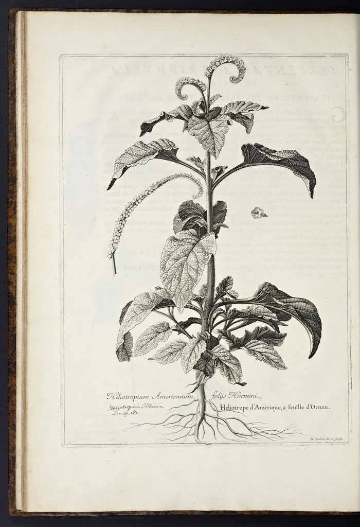 An illustration from Mémoires pour servir à l'histoire des plantes, 1676, leaf 93