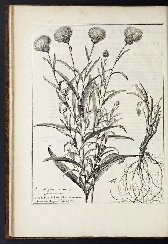 An illustration from Mémoires pour servir à l'histoire des plantes, 1676, leaf 95