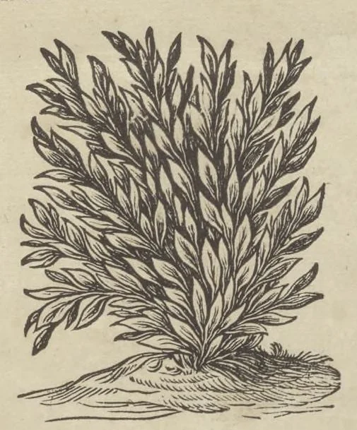 An illustration from Romani Collegii Societatis Jesu Musaeum celeberrimum : cujus magnum antiquariae rei, statuarum, imaginum, picturarumque partem ex legato Alphonsi Donini, S.P.Q.R., a secretis, munificâ liberalitate relictum, 1678, leaf 6