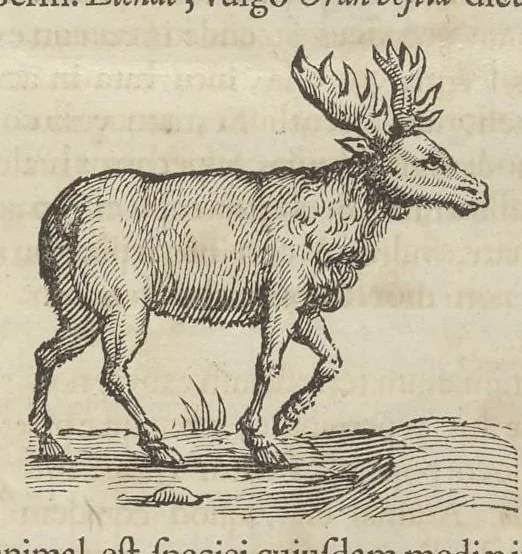 An illustration from Romani Collegii Societatis Jesu Musaeum celeberrimum : cujus magnum antiquariae rei, statuarum, imaginum, picturarumque partem ex legato Alphonsi Donini, S.P.Q.R., a secretis, munificâ liberalitate relictum, 1678, leaf 78