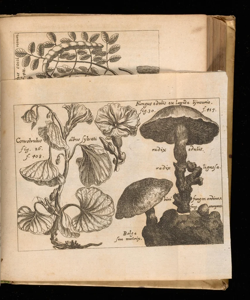 An illustration from Miscellanea curiosa, sive, Ephemeridum medico-physicarum Germanicarum, 1677, leaf 1796