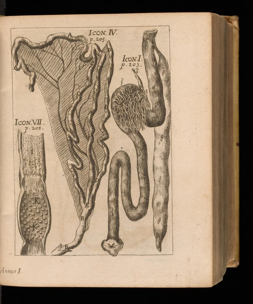 An illustration from Miscellanea curiosa, sive, Ephemeridum medico-physicarum Germanicarum, 1677, leaf 288