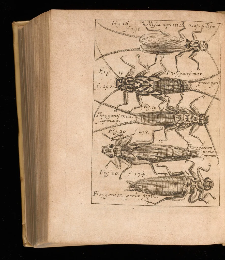 An illustration from Miscellanea curiosa, sive, Ephemeridum medico-physicarum Germanicarum, 1677, leaf 905