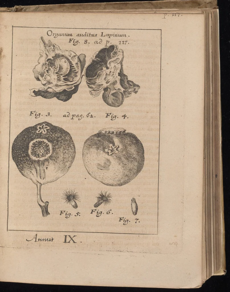 An illustration from Miscellanea curiosa, sive, Ephemeridum medico-physicarum Germanicarum, 1677, leaf 1020