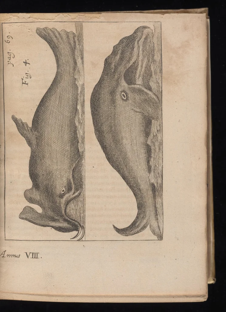 An illustration from Miscellanea curiosa, sive, Ephemeridum medico-physicarum Germanicarum, 1677, leaf 108