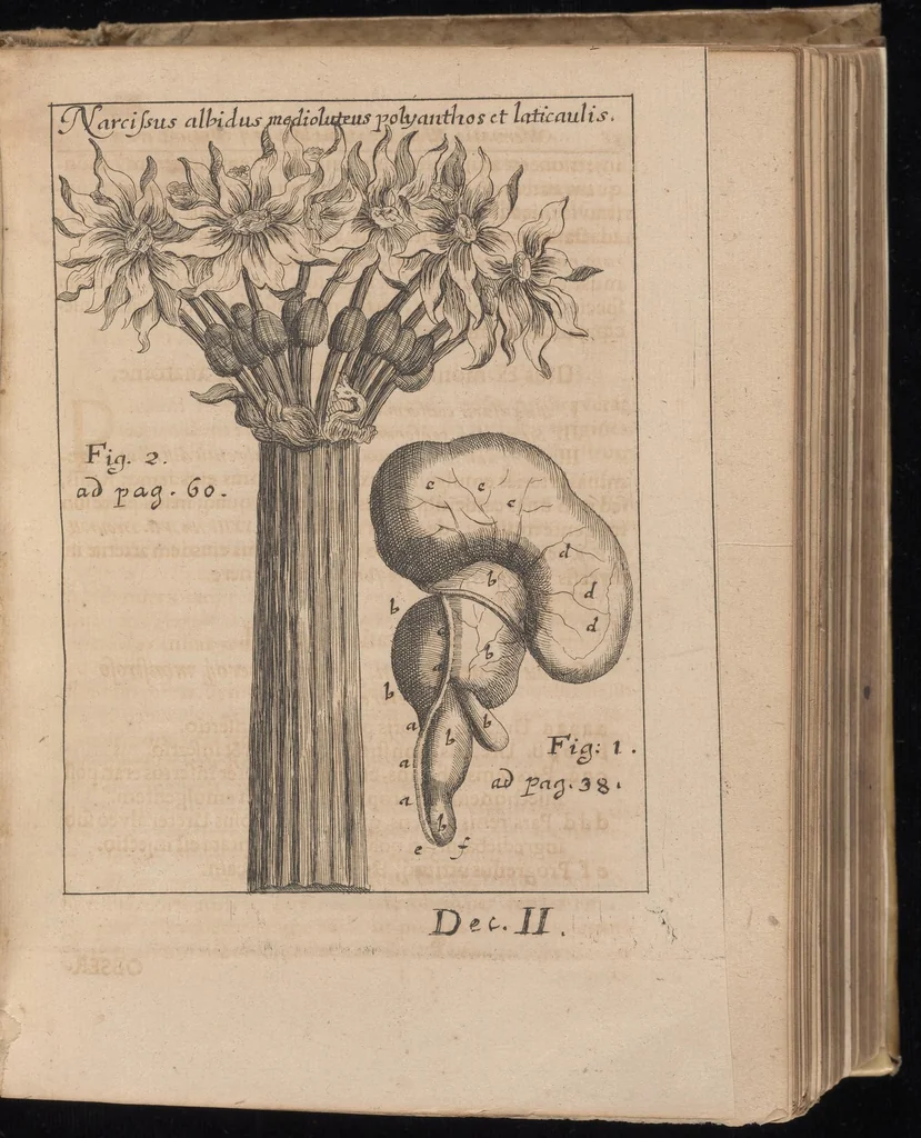 An illustration from Miscellanea curiosa, sive, Ephemeridum medico-physicarum Germanicarum, 1677, leaf 940