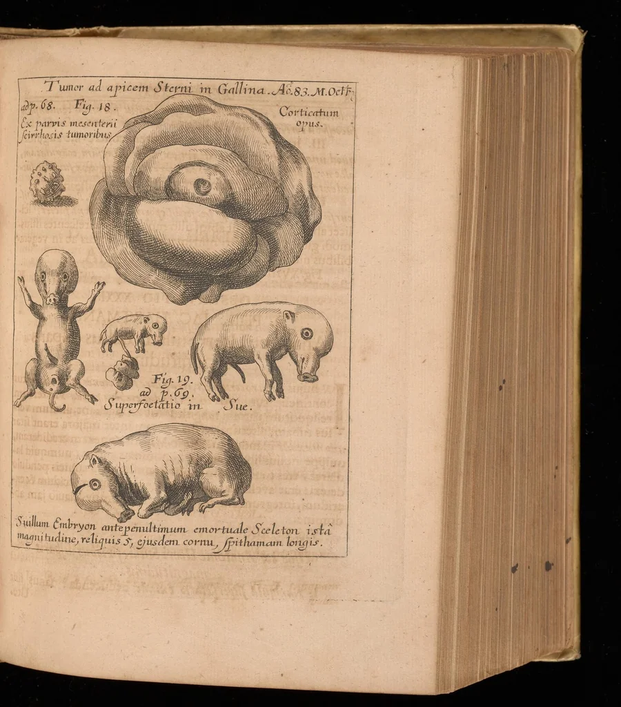An illustration from Miscellanea curiosa, sive, Ephemeridum medico-physicarum Germanicarum, 1677, leaf 1356