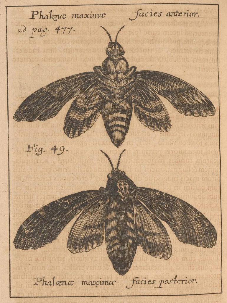 An illustration from Miscellanea curiosa, sive, Ephemeridum medico-physicarum Germanicarum, 1677, leaf 1585