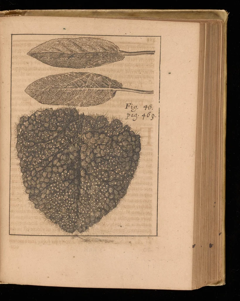 An illustration from Miscellanea curiosa, sive, Ephemeridum medico-physicarum Germanicarum, 1677, leaf 1788