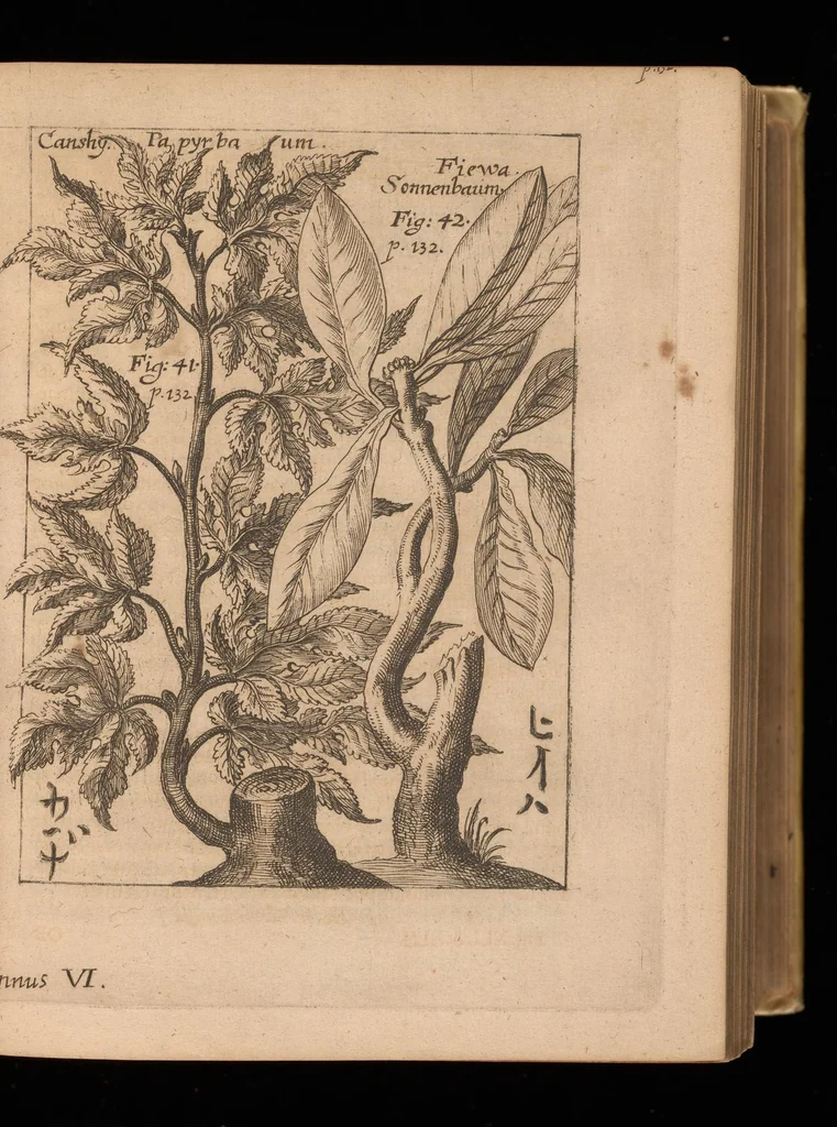 An illustration from Miscellanea curiosa, sive, Ephemeridum medico-physicarum Germanicarum, 1677, leaf 204